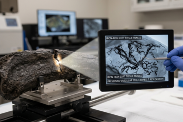 Ancient Echoes: The Blood Vessels Hidden in a Tyrannosaurus Rex