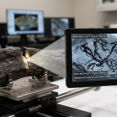 Ancient Echoes: The Blood Vessels Hidden in a Tyrannosaurus Rex