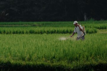 Supreme Court Weighs Landmark Pesticide Safety Case That Could Reshape Chemical Liability Rules