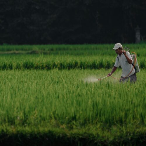 Supreme Court Weighs Landmark Pesticide Safety Case That Could Reshape Chemical Liability Rules