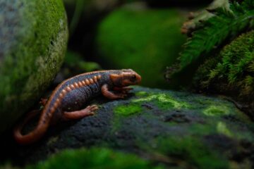 Mexico Releases Endangered Salamanders in Landmark Effort to Restore Fragile Ecosystem