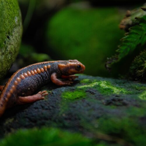 Mexico Releases Endangered Salamanders in Landmark Effort to Restore Fragile Ecosystem